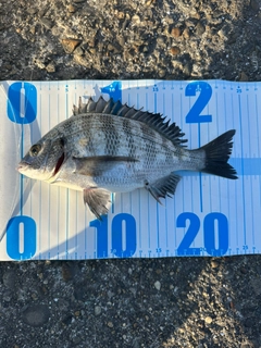 クロダイの釣果