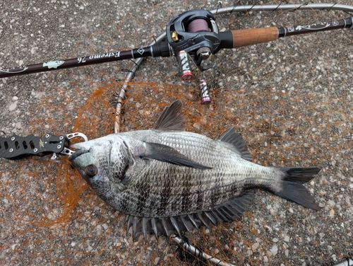 チヌの釣果