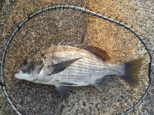 スズキの釣果・釣り情報まとめ【2025年最新】 - アングラーズ