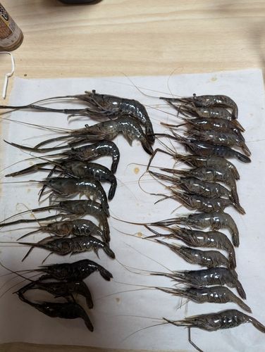 テナガエビの釣果