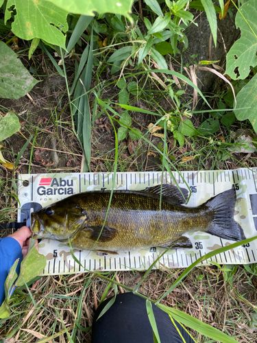 スモールマウスバス