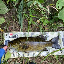 スモールマウスバス