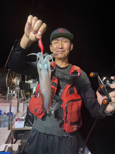 ケンサキイカの釣果