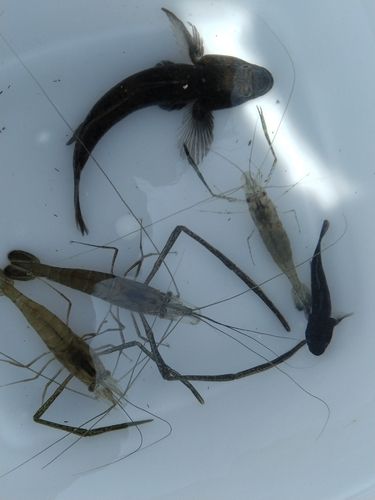 テナガエビの釣果