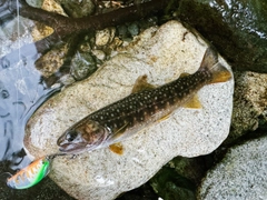 ニッコウイワナの釣果
