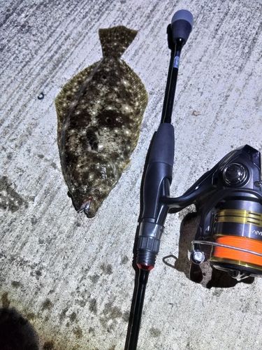 ソゲの釣果