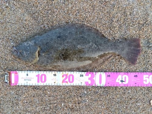 ヒラメの釣果