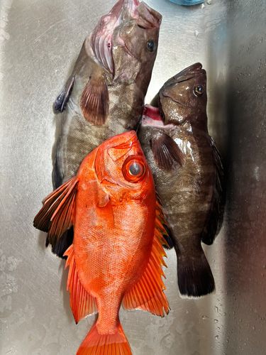 マハタの釣果