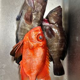 マハタ