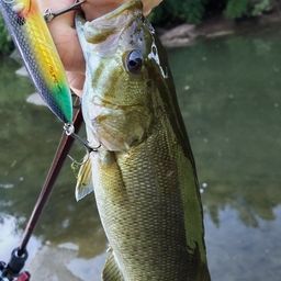 スモールマウスバス