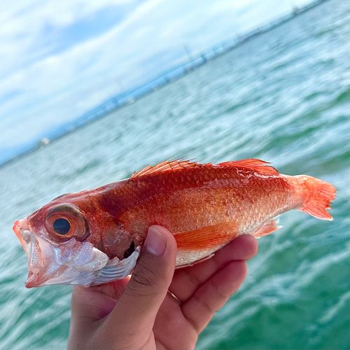 アカムツの釣果