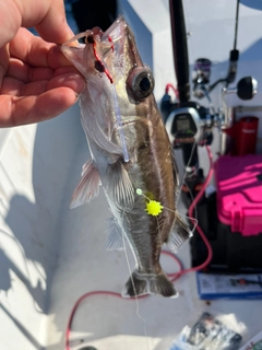 アラの釣果