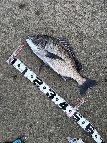 クロダイの釣果