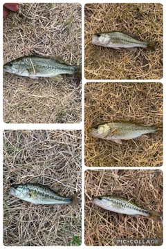 ブラックバスの釣果