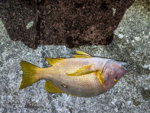 シブダイの釣果