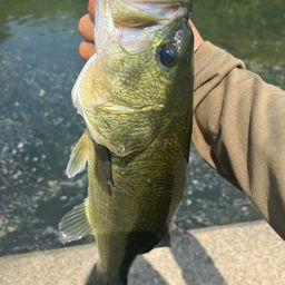 ラージマウスバス