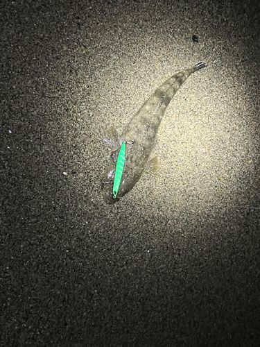 マゴチの釣果