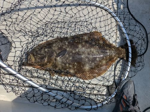 ヒラメの釣果