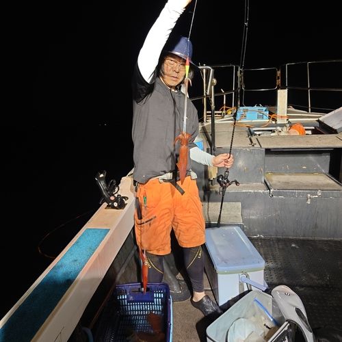 ヤリイカの釣果