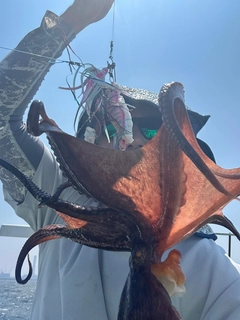 マダコの釣果