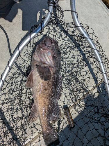 クロソイの釣果