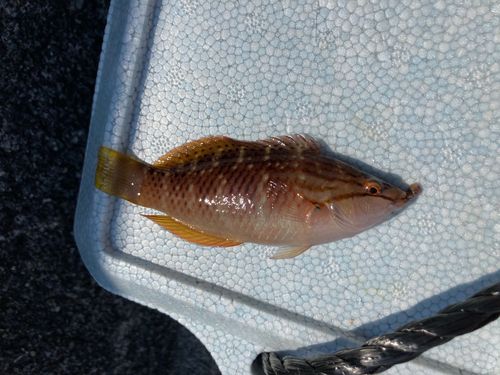 ホシササノハベラの釣果