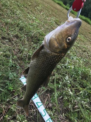 ニゴイの釣果