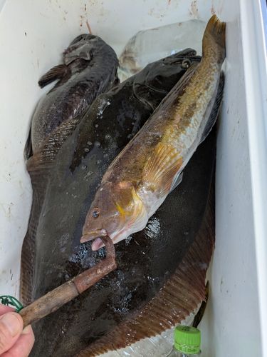 アイナメの釣果