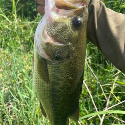 ラージマウスバス