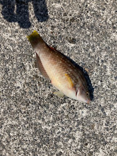 ホシササノハベラの釣果