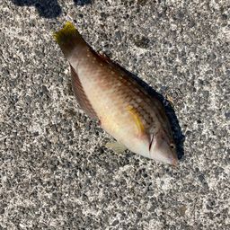 ホシササノハベラ