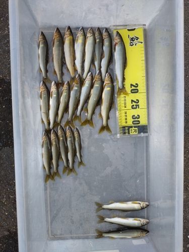 アユの釣果