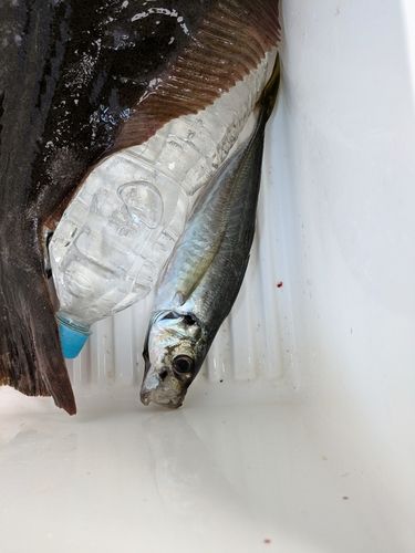 マアジの釣果