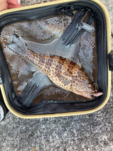 オオモンハタの釣果
