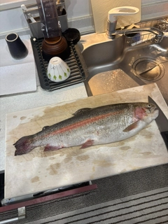 トラウトの釣果