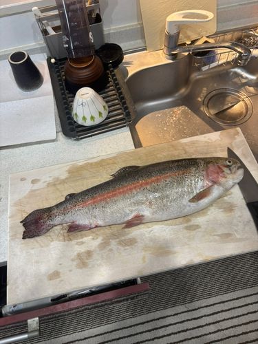 トラウトの釣果