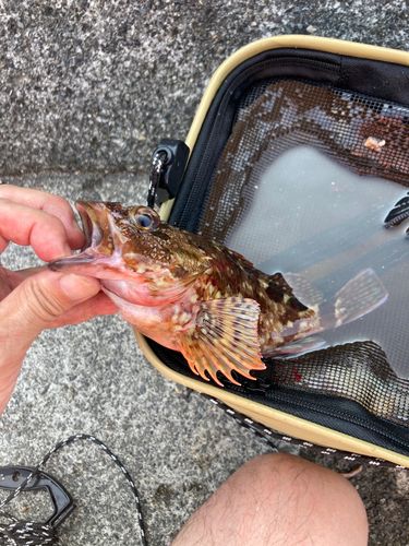 カサゴの釣果