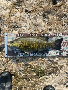 スモールマウスバスの釣果