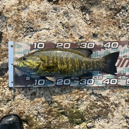 スモールマウスバス