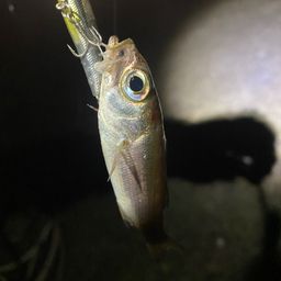 ムツ