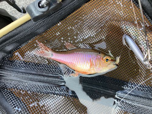クロホシイシモチの釣果