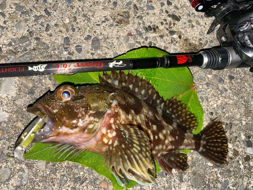 カサゴの釣果