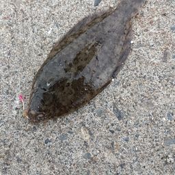 クロガシラガレイ