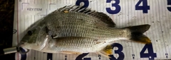 キビレの釣果