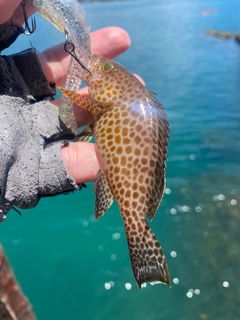 オオモンハタの釣果