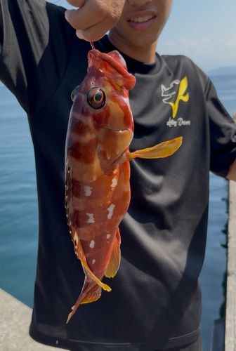 アカハタの釣果