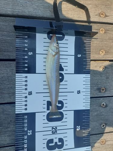 キスの釣果
