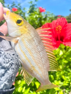 ハマフエフキの釣果