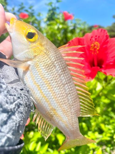 ハマフエフキの釣果