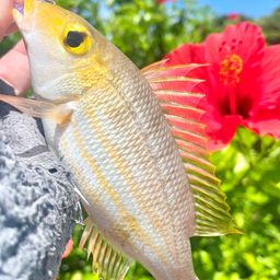 ハマフエフキ